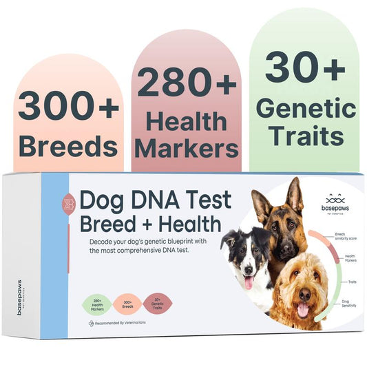 Basepaws Dog DNA Test Kit – 300+ Breeds, 280+ Genetic Health Risks, and 30+ Traits - 1 Pack